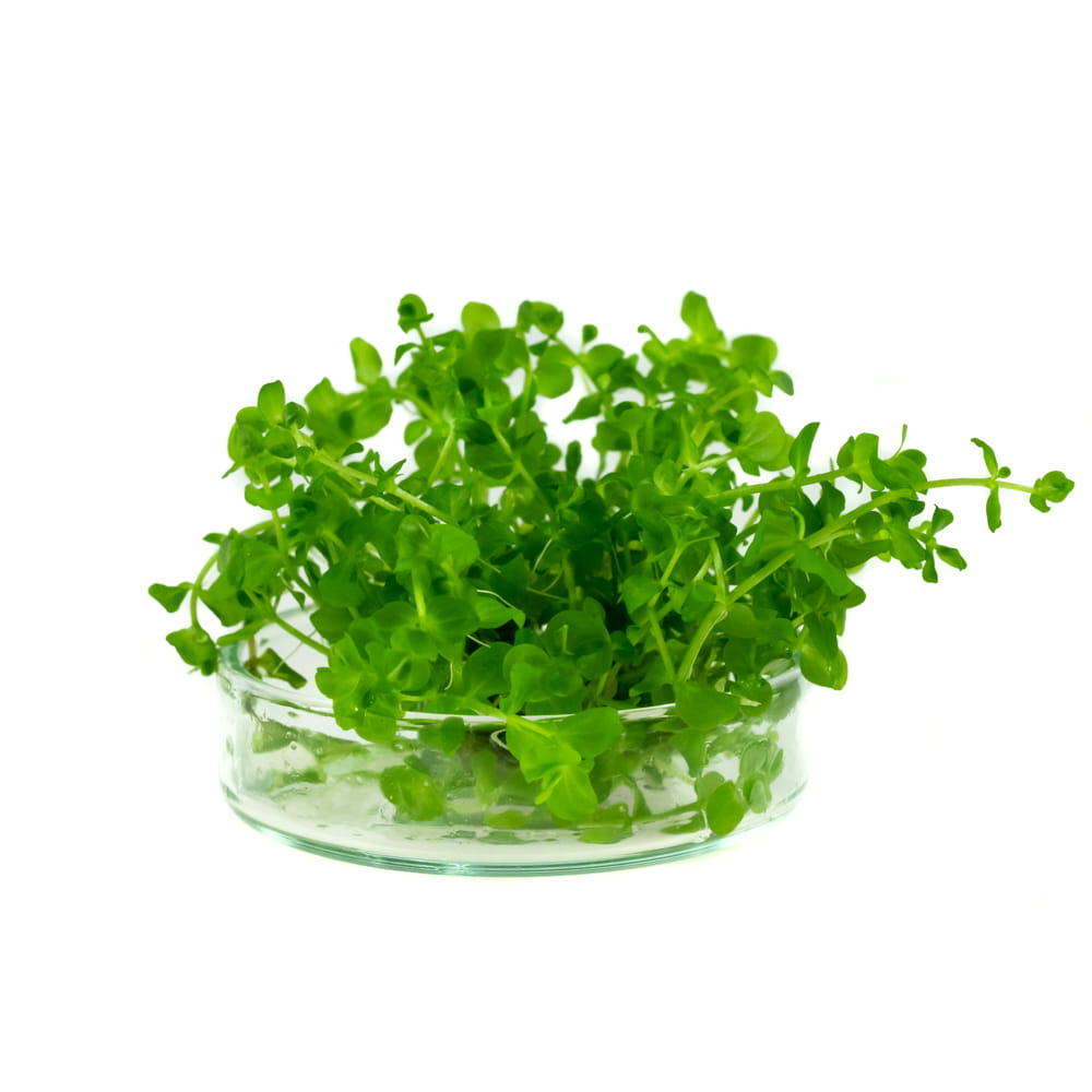 Micranthemum Umbrosum OKRĄGŁOLISTNE in vitro 15 sadzonek